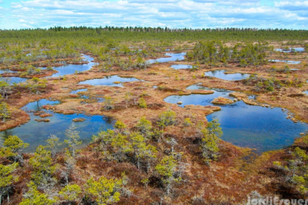 Болота и торфяники